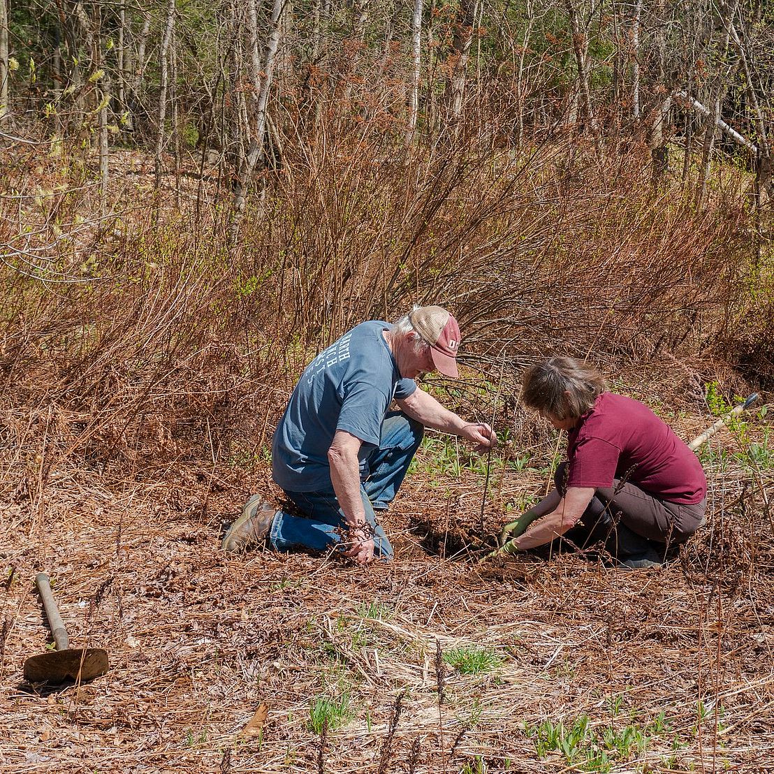 two people planting a small tree